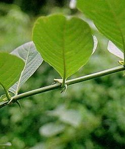 Cat's Claw_Uncaria tomentosa