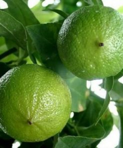 Essential Oil Bergamot