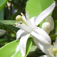 essential oil neroli 2