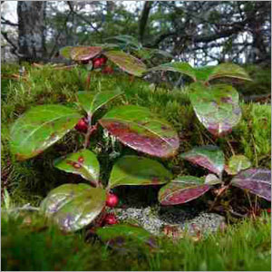 essential oil wintergreen