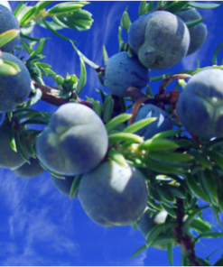 Essential Oil Juniper Berry
