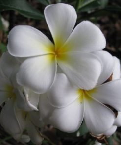 essential oil frangipani 2