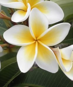 essential oil frangipani