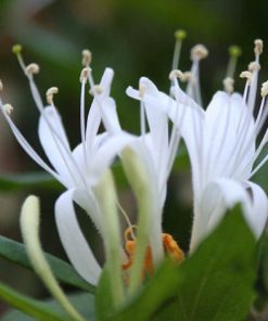 essential oil honeysuckle 2