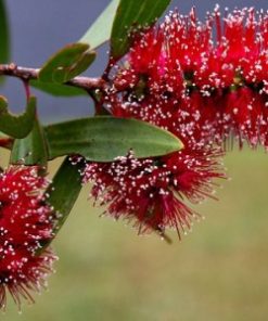 essential oil Niaouli