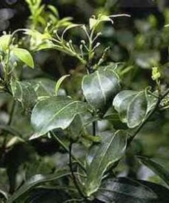 essential oil ravensara 2