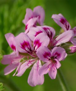 essential oil rose geranium 2