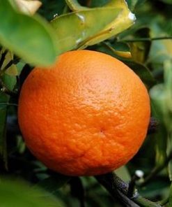 essential oil tangerine 2