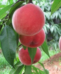 Alternative view of Peach Tree Leaf Absolute Oil
