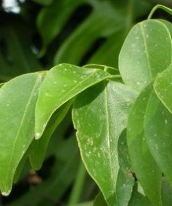 Essential oil Amyris 2