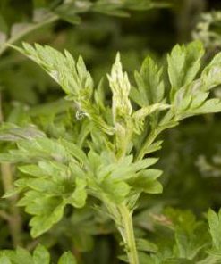 essential oil armoise 1