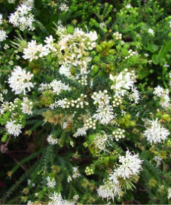 essential oil Buchu bouquet