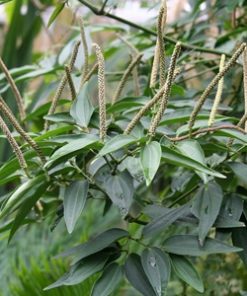 Alternative view of Essential Oil Cubeb