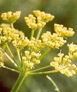 Alternative view of Essential Oil Galbanum