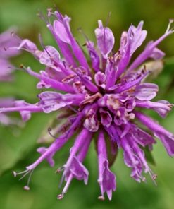 Alternative view of Essential Oil Monarda