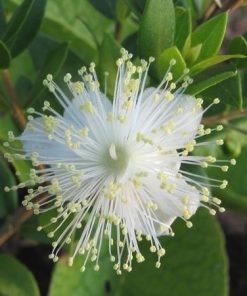 Alternative view of Essential Oil Myrtle