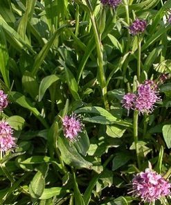 Alternative view of Essential Oil Spikenard
