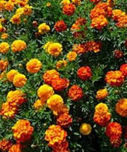 Essential oil Tagetes 2
