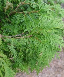 Essential oil Thuja 2