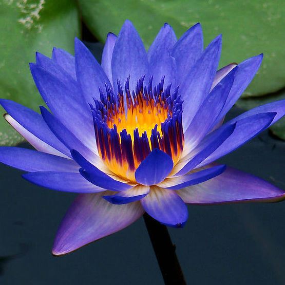 Blue Lotus Absolute Oil 