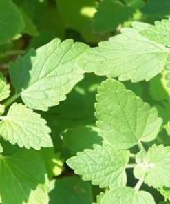 Alternative view of Essential Oil Catnip
