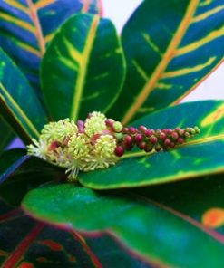 Alternative view of Essential Oil Croton