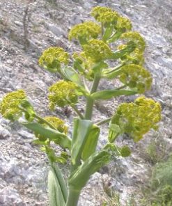 Alternative view of Essential Oil Hing (Asafoetida)