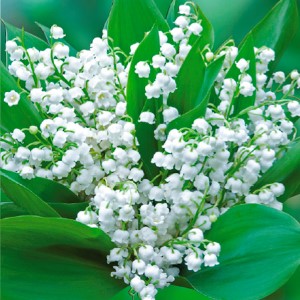 Rare Lily of the Valley, High Quality Essential Oil, 100% Pure and