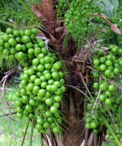 Alternative view of Essential Oil Pimento Berry (Allspice)