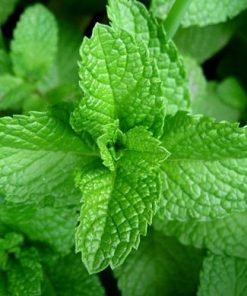 essential oil spearmint 2