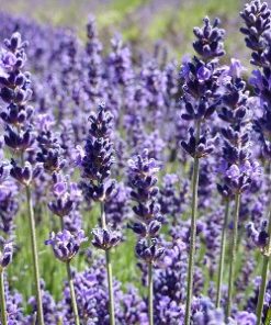 Alternative view of Essential Oil Spike Lavender
