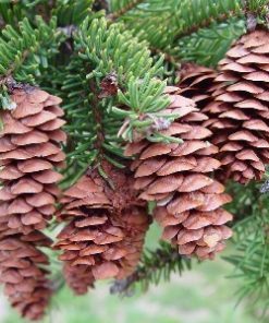 essential oil spruce 2