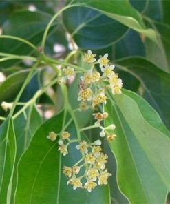 essential oil sugandh kokila flower