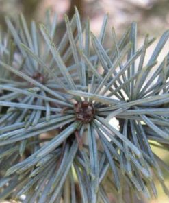 Essential Oil Atlas Cedar