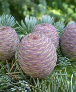 essential oil atlas cedar