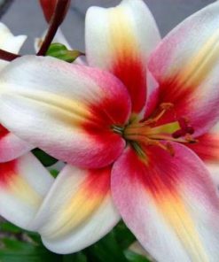 Alternative view of Lily Absolute Oil