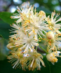 linden blossom absolute 2