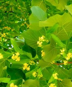 Alternative view of Linden Blossom Absolute Oil