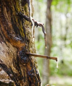 essential oil copaiba balsam tree tap