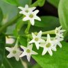 Essential Oil Night Queen flower