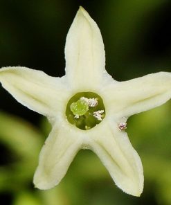 Alternative view of Essential Oil Night Queen