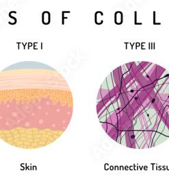 collagen types