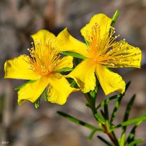 St. John's Wort Essential Oil 15 ml