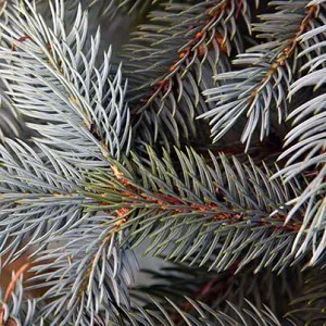 Abies Alba Essential Oil 15 ml