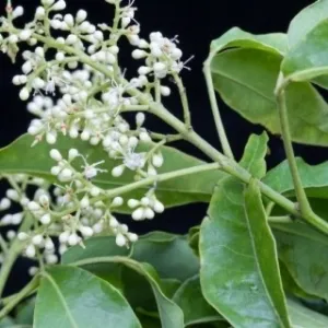 Amyris Essential Oil 15 ml