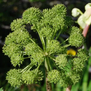 Angelica Root Essential Oil 15 ml