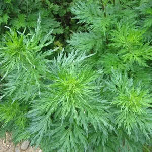 Armoise Essential Oil 15 ml