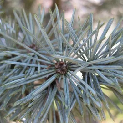 Atlas Cedar Essential Oil 15 ml