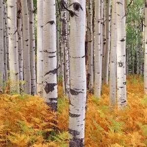 Birch Essential Oil 15 ml