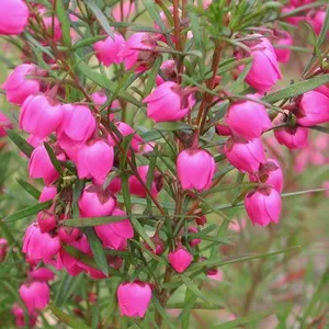 Boronia Absolute Oil 5 ml